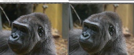 In Photoshop funktioniert der Trick. Links JPEG, rechts RAW.
